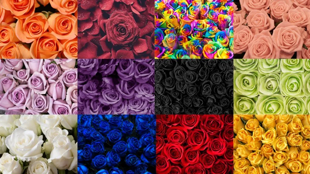 what do pink roses mean in a relationship