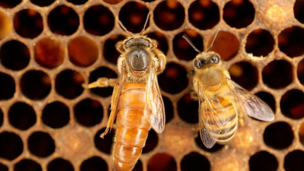 bee meaning in relationship