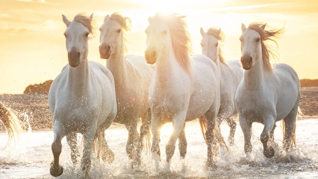 white horse meaning in relationship