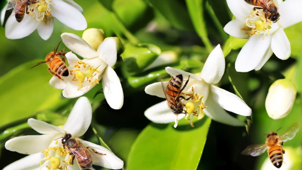 bee meaning in relationship