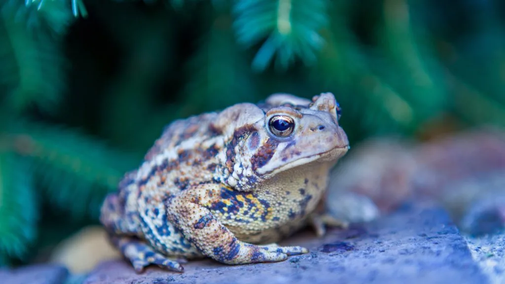 toad spiritual meaning