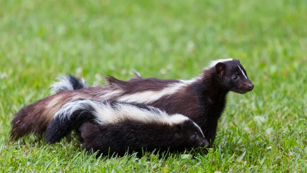 spiritual meaning of skunk crossing your path