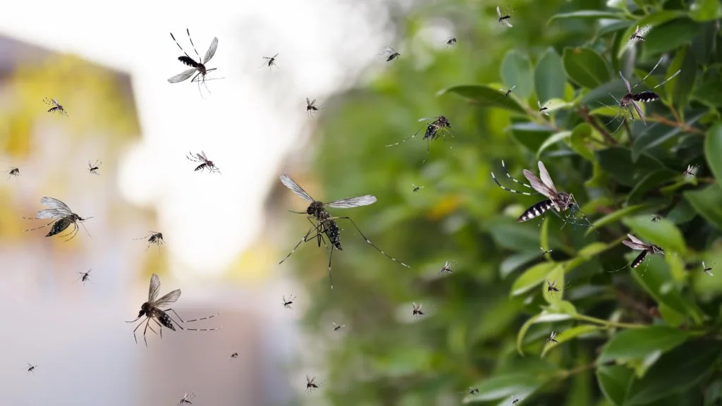 mosquito spiritual meaning