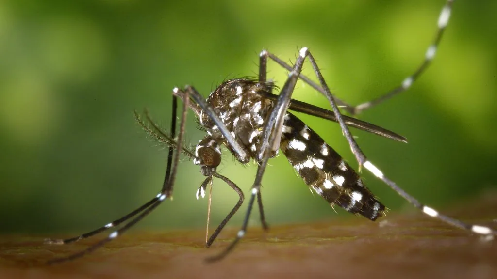 mosquito spiritual meaning