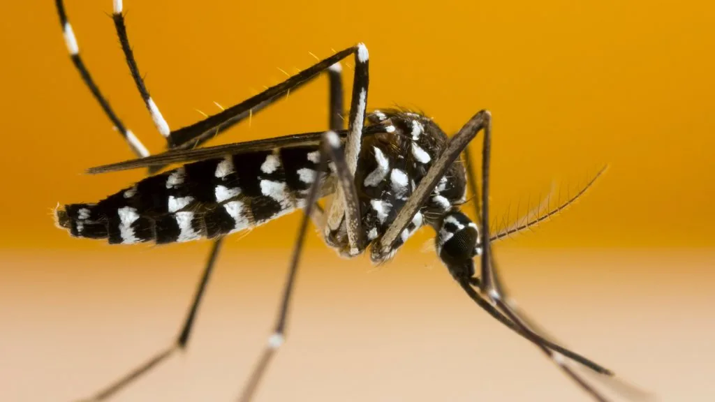 mosquito spiritual meaning