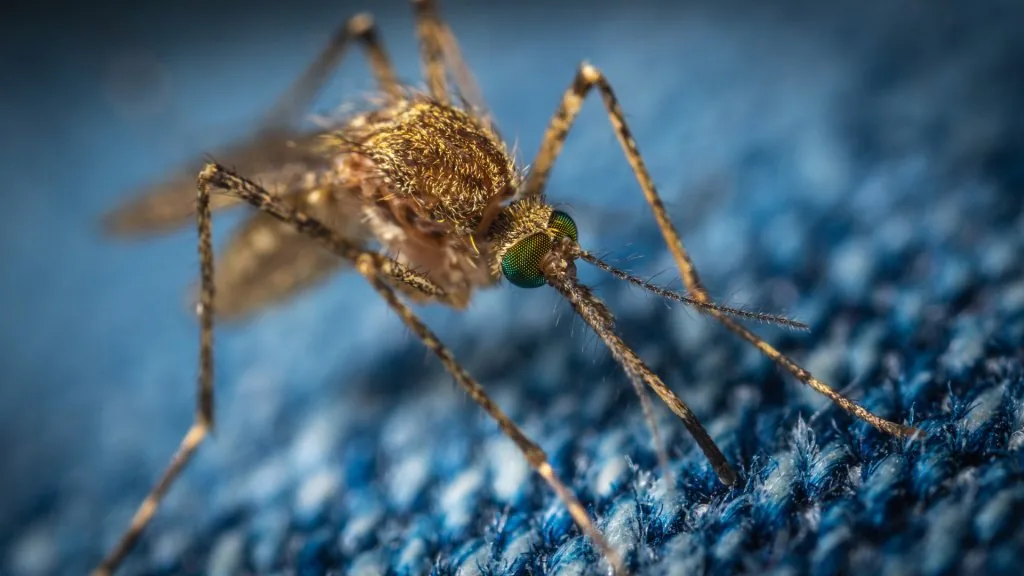 mosquito spiritual meaning