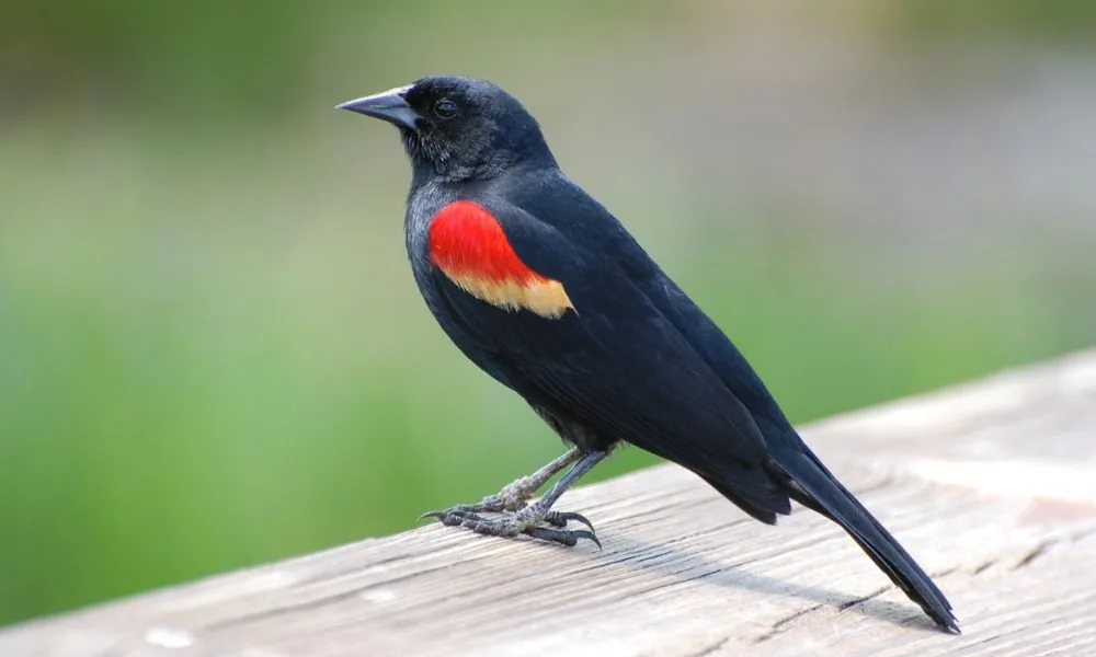 image for red winged blackbird spiritual meaning