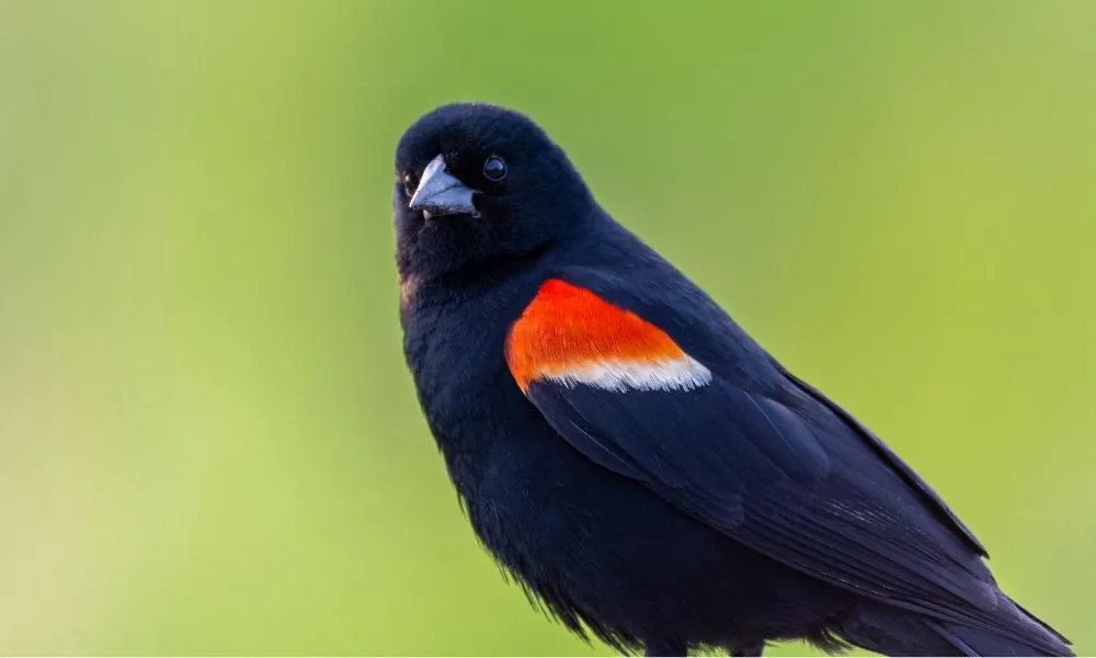 image for red winged blackbird spiritual meaning