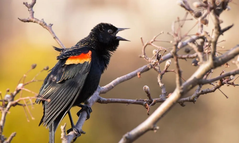 image for red winged blackbird spiritual meaning