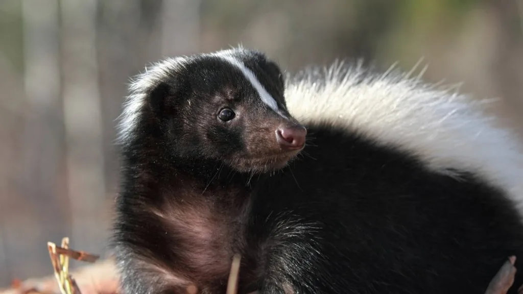spiritual meaning of a skunk crossing your path