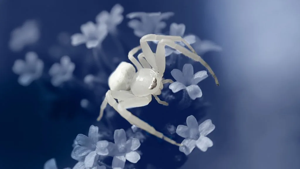 white spider spiritual meaning