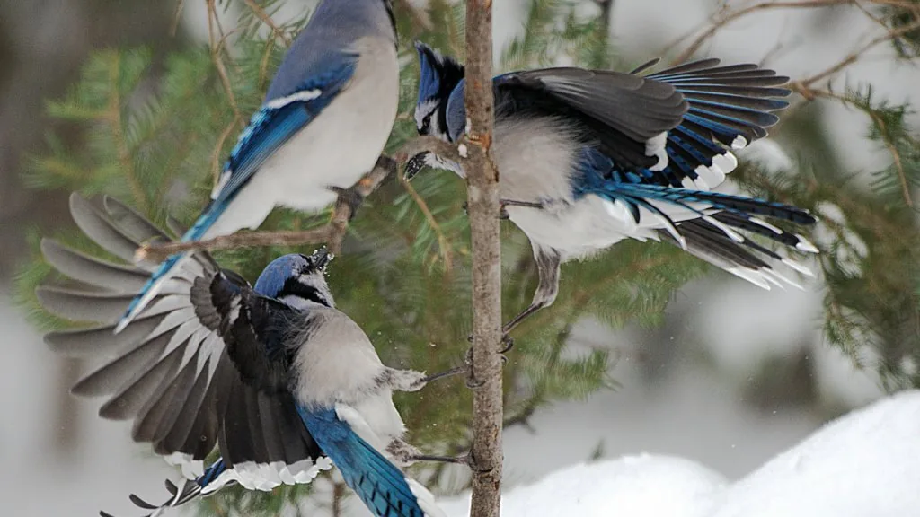 blue jay spiritual meaning twin flame