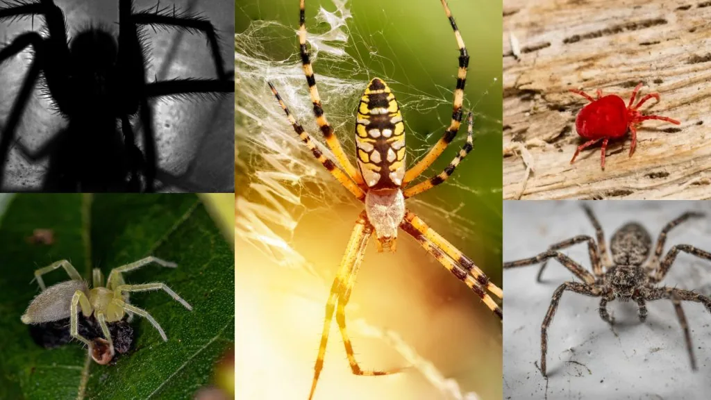 white spider spiritual meaning