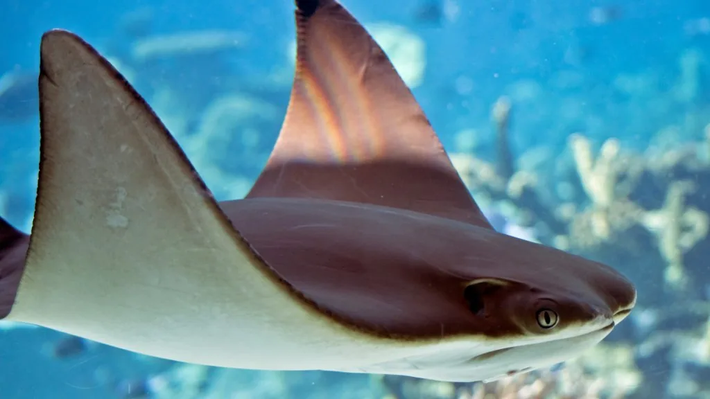 stingray spiritual meaning