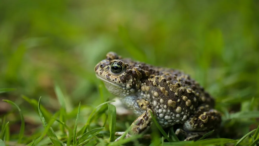 toad spiritual meaning