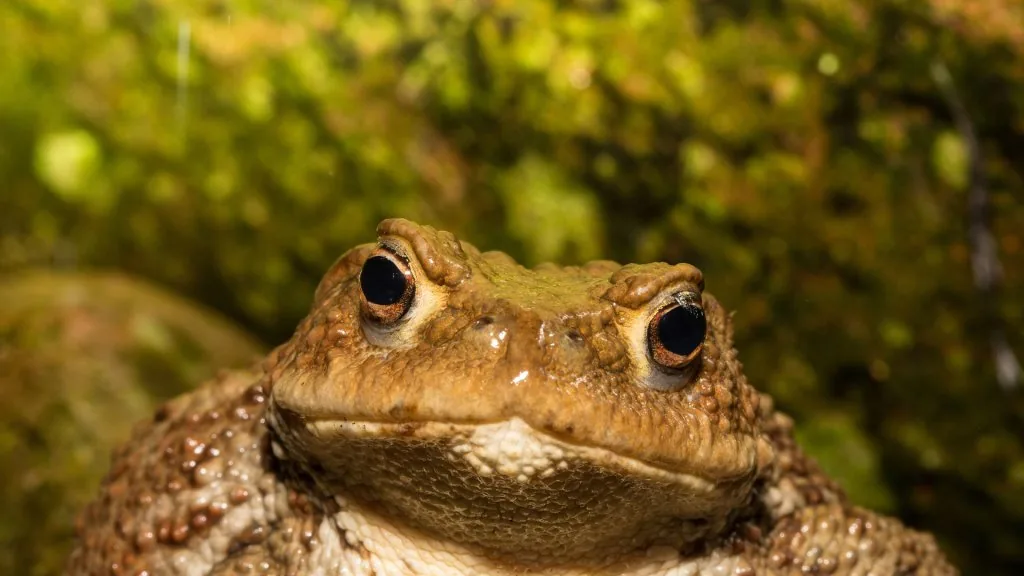 toad spiritual meaning