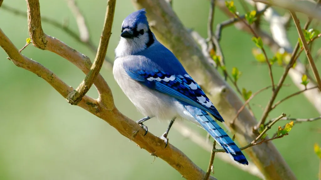 blue jay spiritual meaning in twin flame
