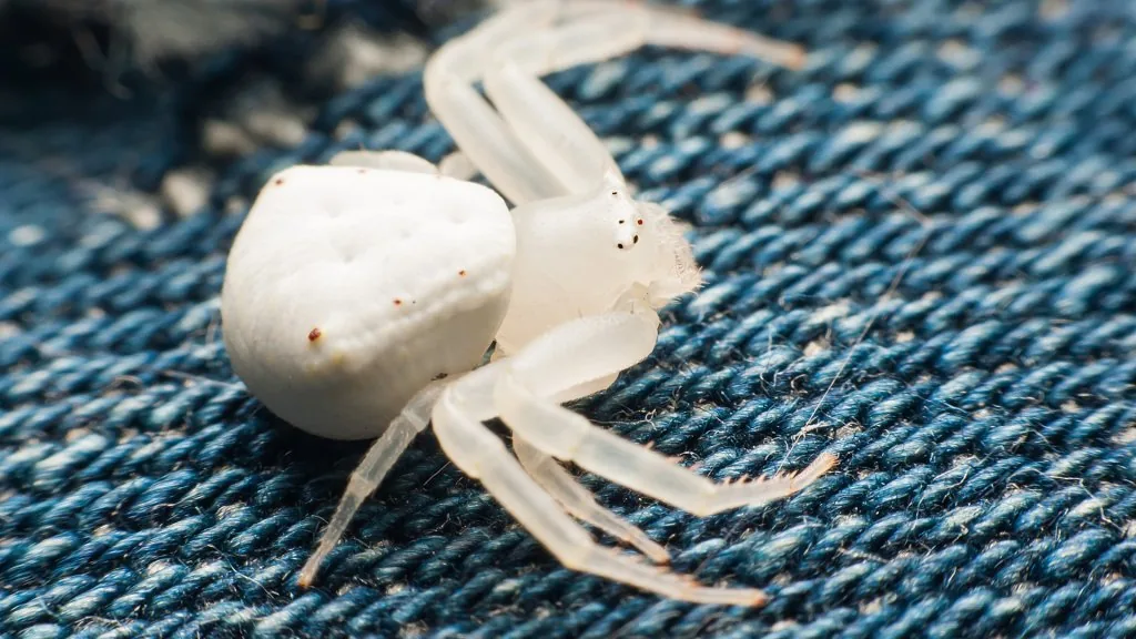white spider spiritual meaning