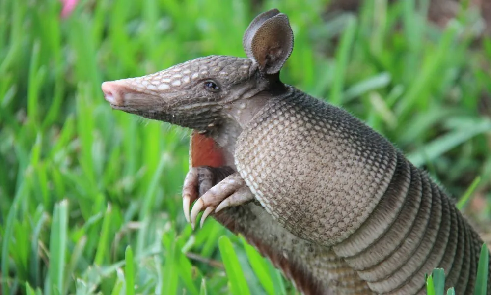 image for armadillo spiritual meaning
