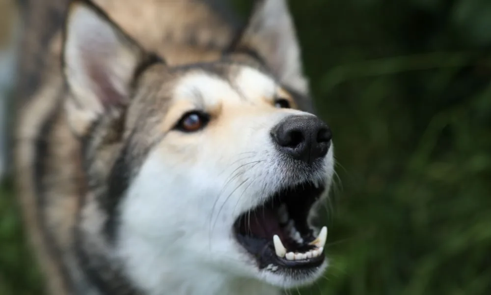 image for dogs barking at night spiritual meaning
