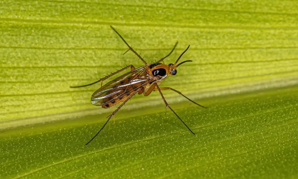 image for gnats spiritual meaning 1