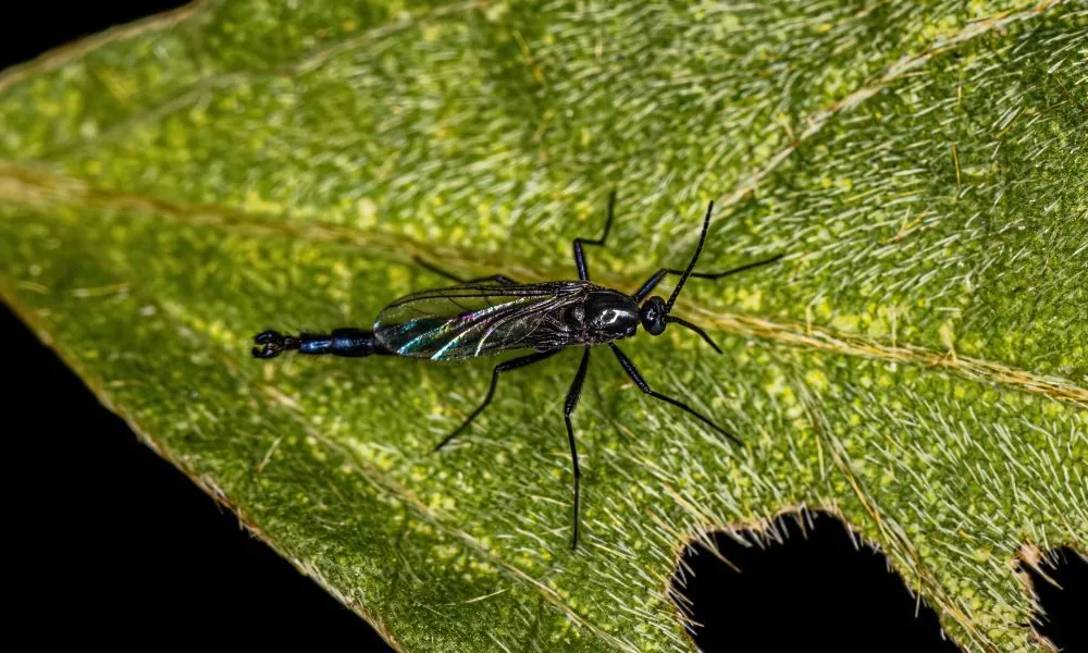 image for gnats spiritual meaning 2