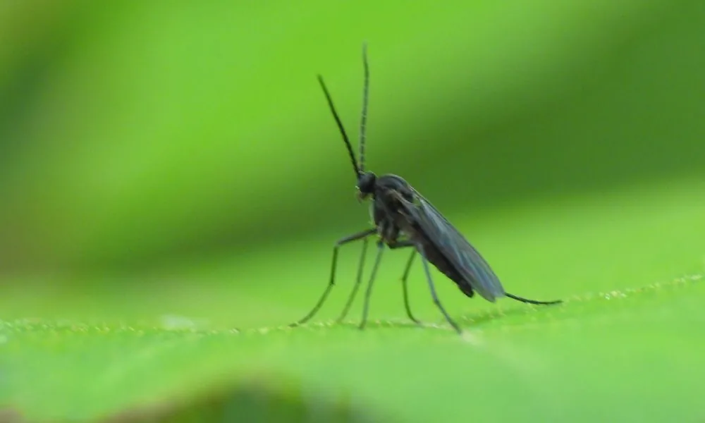 image for gnats spiritual meaning 3