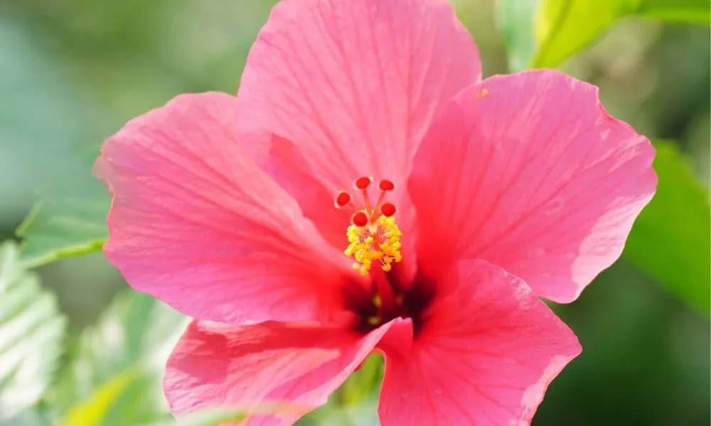 image for hibiscus spiritual meaning
