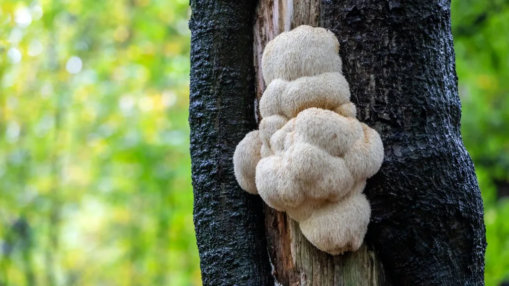 lion's mane spiritual benefits