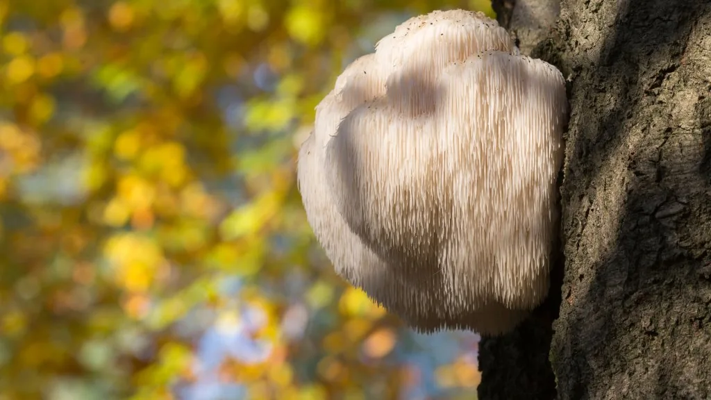 lion's mane spiritual benefits