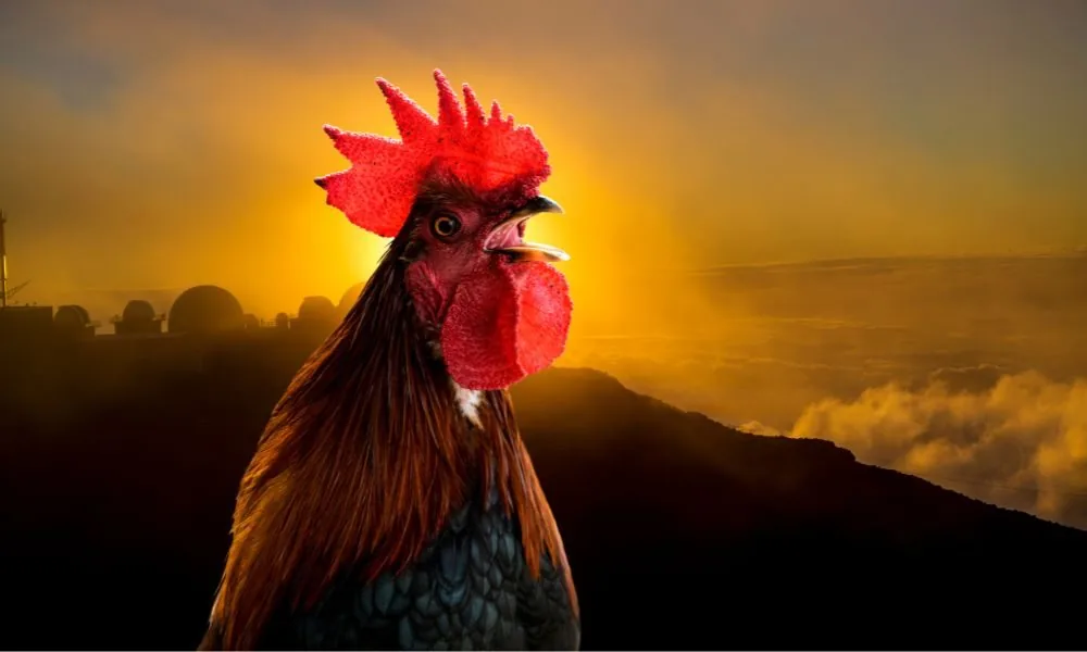 image for rooster crowing at night spiritual meaning