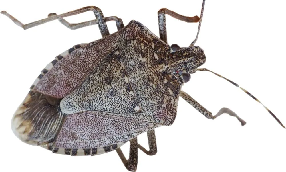 image for seeing a stink bug spiritual meaning