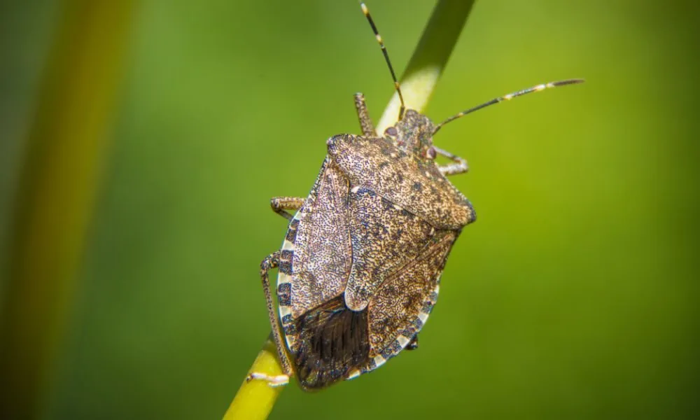 image for seeing a stink bug spiritual meaning