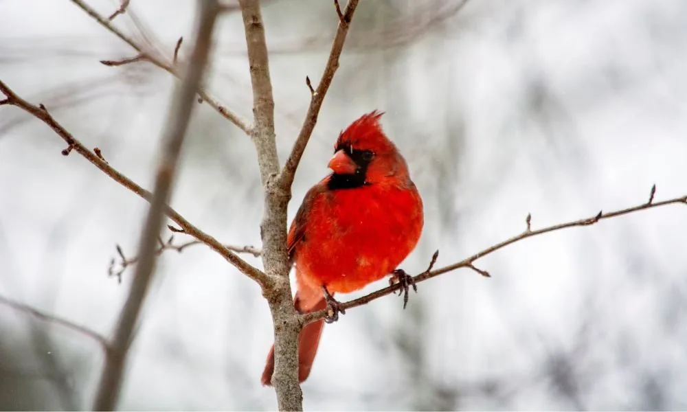 image for spiritual meaning of cardinal tapping on window