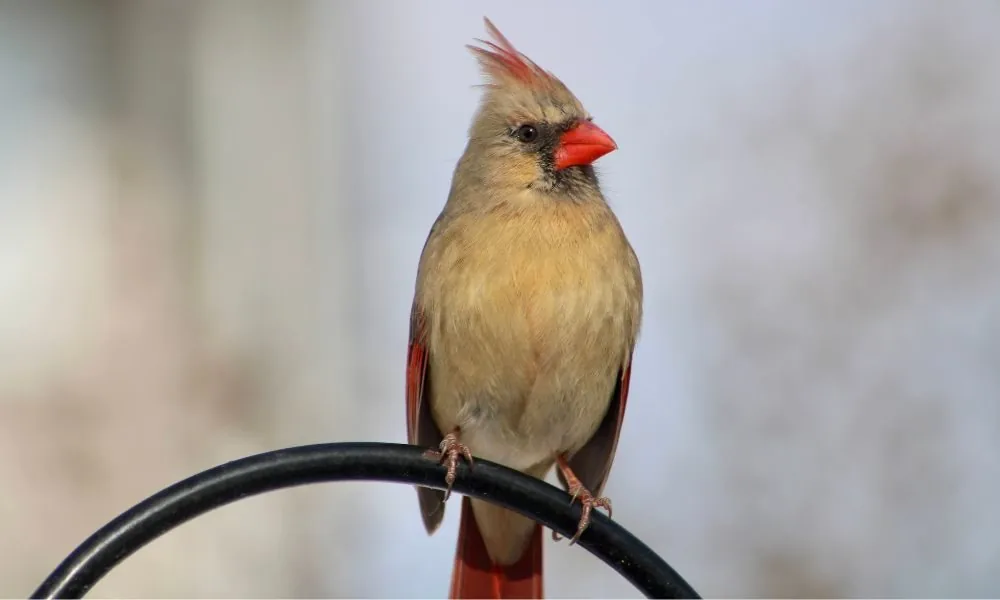 spiritual-meaning-of-cardinal-tapping-on-window-4