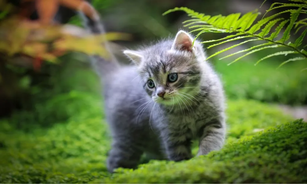 image for why does my cat follow me everywhere spiritual meaning