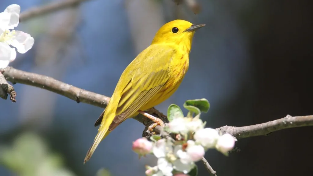 yellow bird spiritual meaning
