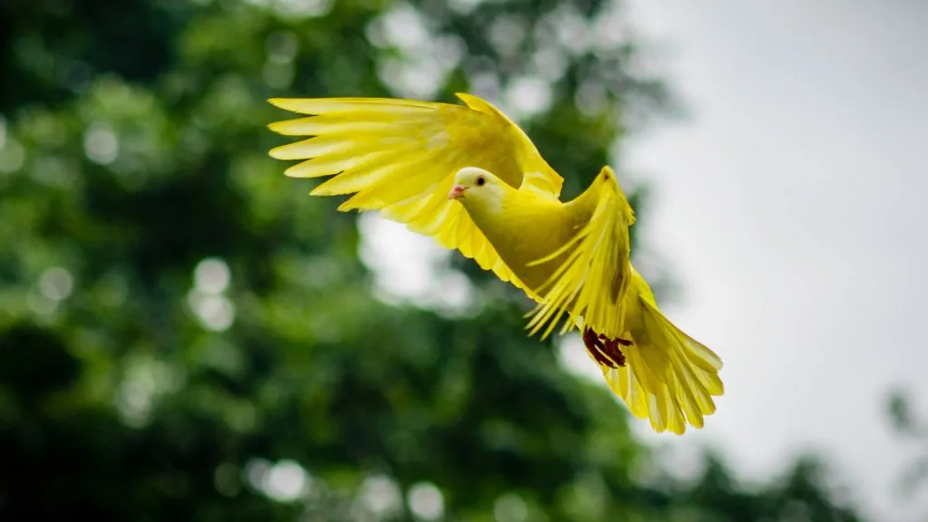yellow bird spiritual meaning
