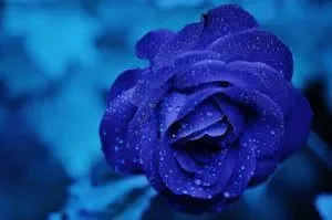 image for what is blue rose in a relationship