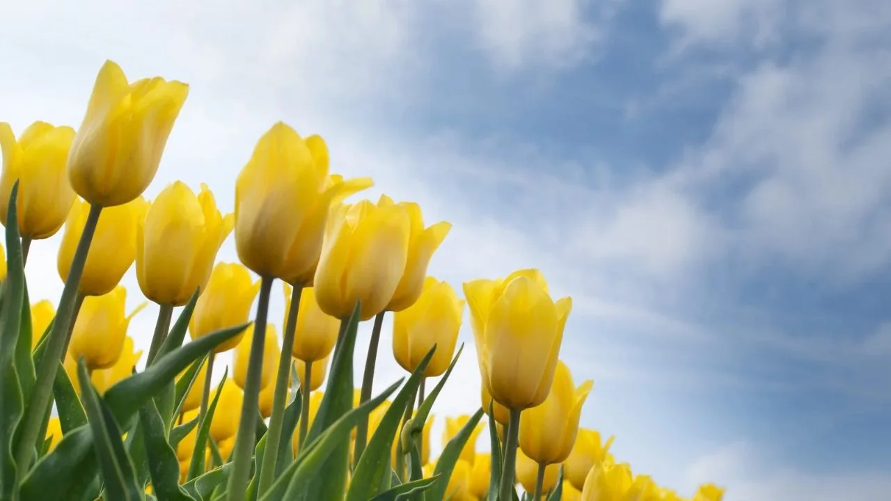 Yellow tulip flowers