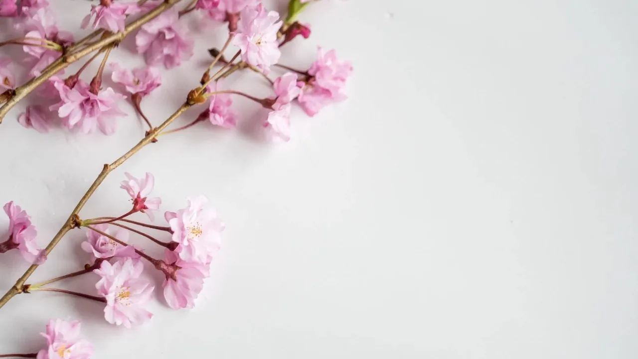 Pink flowers
