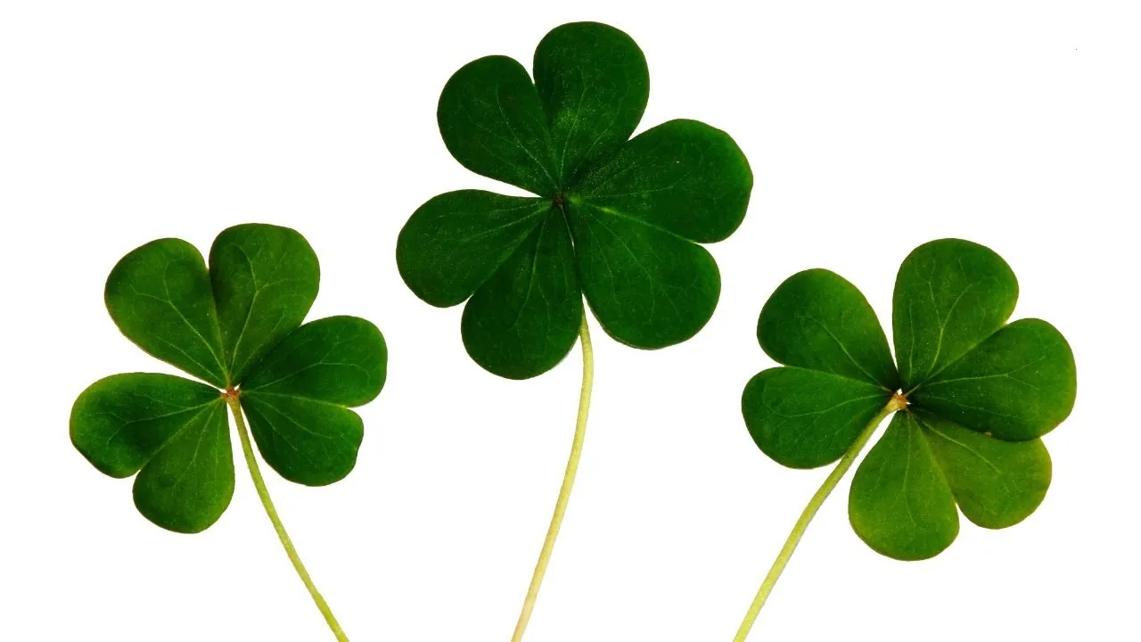 Cloverleaf for good luck